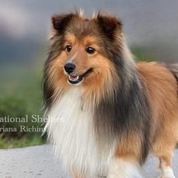 Shetland Sheepdogs and Toy Shetland Sheepdogs from Sensational Shelties