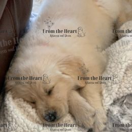 Dachshund and Golden Retriever Puppies from From the Heart Retrievers and Doxies