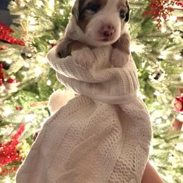 Miniature Australian Shepherd Puppies from Mid-Plains Mini Aussies