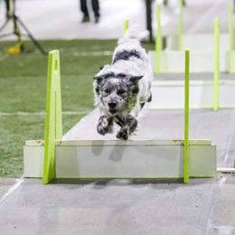 Border Collies from FetchApproved Border Collies