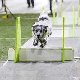 Border Collies from FetchApproved Border Collies
