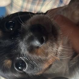 Dachshunds from Doodleville