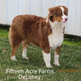 DeLaney - Australian Shepherd