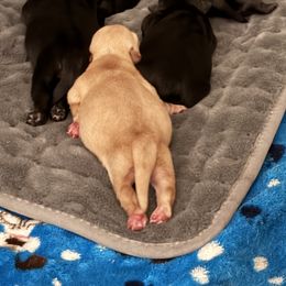 Scottish Terrier Puppies from Santas Scotties