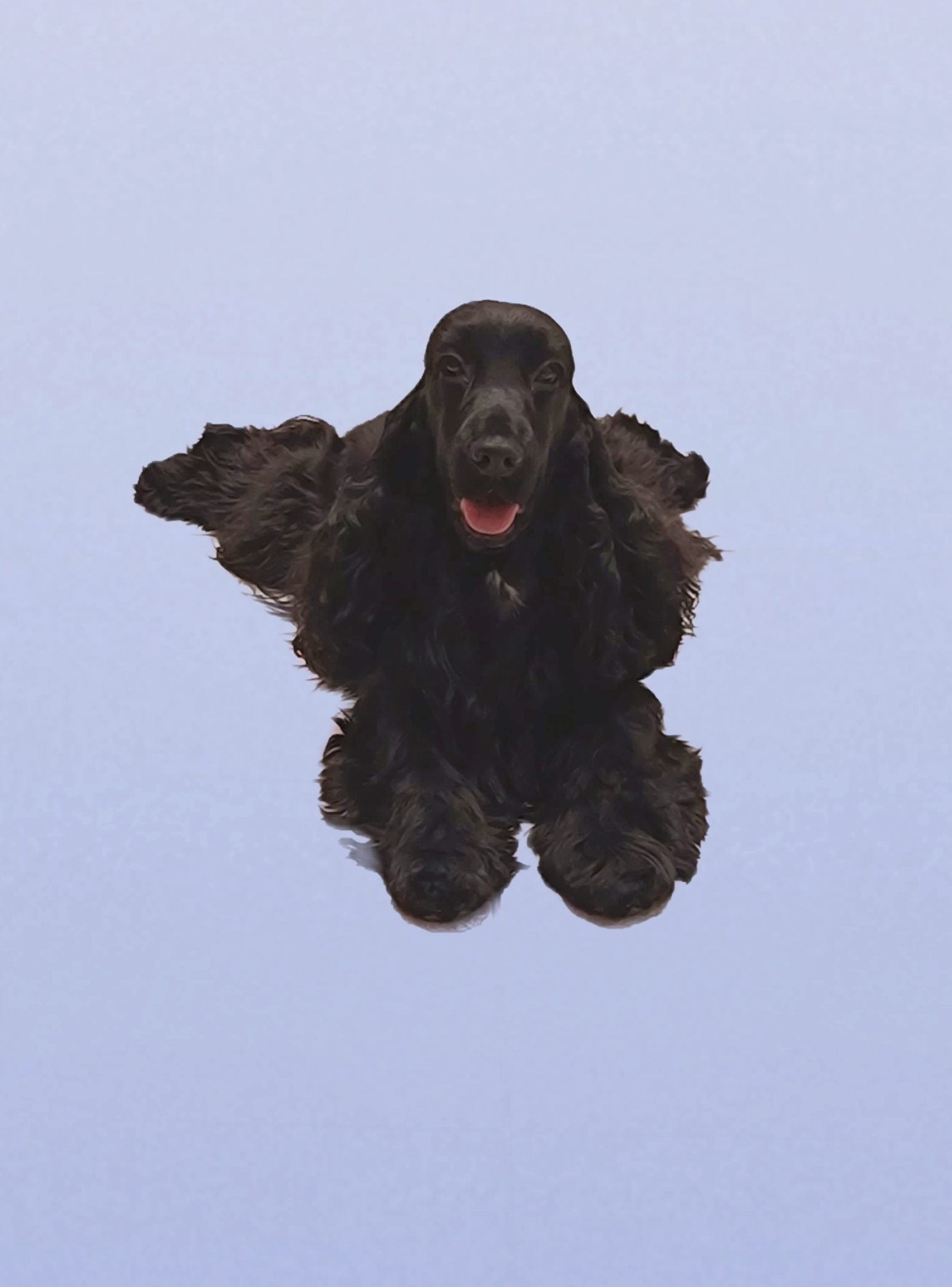 Harmonia - English Cocker Spaniel