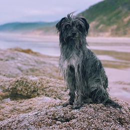 Pyrenean Shepherd All Grown Up from PYRWILD