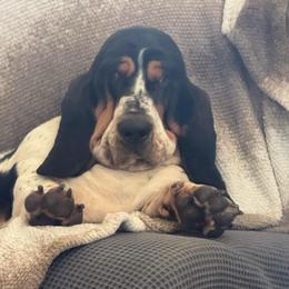 Nova - Basset Hound