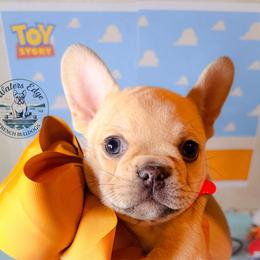 Woody - Fawn male French Bulldog puppy in Strunk, Kentucky from Waters Edge French Bulldogs LLC