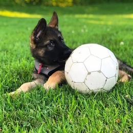 German Shepherd Puppies from vom Grenze Stadt German Shepherd Dogs