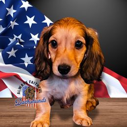 AFDs Blaze - Cream Dachshund puppy in Waverly, Ohio from Always Faithful Dachshunds