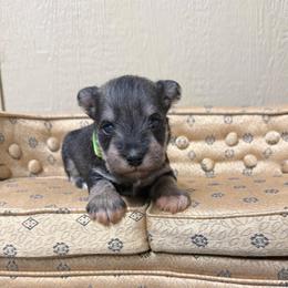 Stoney - Salt and pepper male Miniature Schnauzer puppy in Atoka, Oklahoma from Boggy Depot Cavaliers & Friends