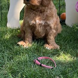 Girl 3 - Red  female Goldendoodle puppy in Jonesville, Michigan from Whispering Pines Doodles