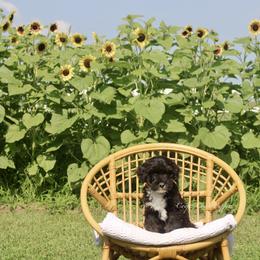 Gerald - Tri-color male Bernedoodle puppy in Lowry City, Missouri from Cooper Creek Puppies