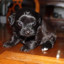 Daisy - Black female Havanese puppy in Hamptonville, North Carolina from Alabama Havanese Kennel Tidewater Kennel