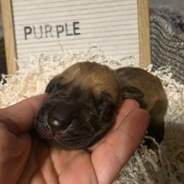 Purple - Fawn female Great Dane puppy in Byron, Georgia from Dynamic Danes