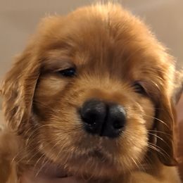 Golden Retriever Puppies from 10 Piece Golden Nugget Retrievers