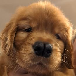 Golden Retriever Puppies from 10 Piece Golden Nugget Retrievers