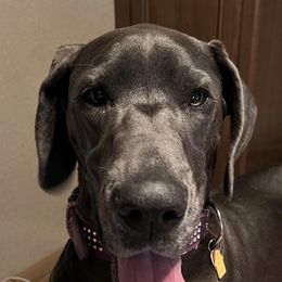 Great Danes from Caeruleum Danes