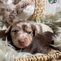 Margarita - Dapple female Dachshund puppy in Fayetteville, West Virginia from Loop Creek Dachshunds