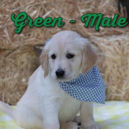 Golden Retriever Puppies from Valley County Goldens