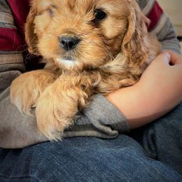 Cavapoo Puppies from Clearview Canines
