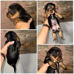 Boone - Black and gold male Morkie puppy in Cleveland, Tennessee from Moody’s Morkies and More