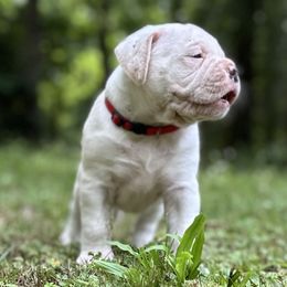 Girl 2 - White and tan female American Bulldog puppy in Pace, Florida from Genesis American Bulldogs