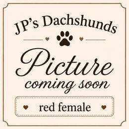 AKC Red Female - Red female Dachshund puppy in Sumrall, Mississippi from JP’s Dachshunds