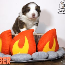 Australian Shepherd Puppies from Starlit Grove Australian Shepherds