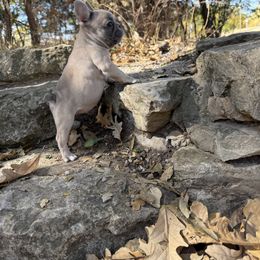 Tinker bell (girl) - French Bulldog puppy from Let's keep it frenchie!