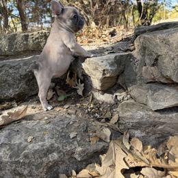 Tinker bell (girl) - French Bulldog puppy from Let's keep it frenchie!