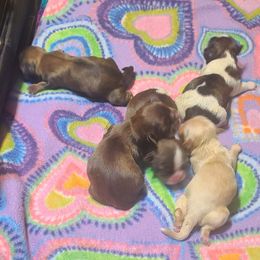 Puppy 1 - Gold male Shih Tzu puppy in Belleville, Michigan from Patricia's Heavenly Earth Angels