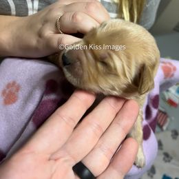 Golden Retriever Puppies from Golden Kiss Retrievers