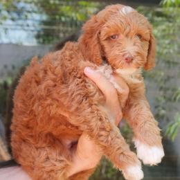 Petra - Brown female Double Doodle puppy in Los Angeles, California from Deane’s Double Doodles