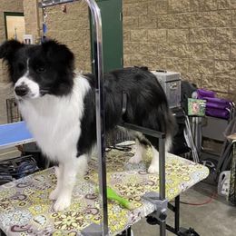 Border Collies from Maggie's Border Collies