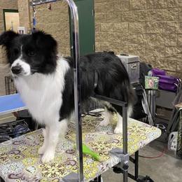 Border Collies from Maggie's Border Collies