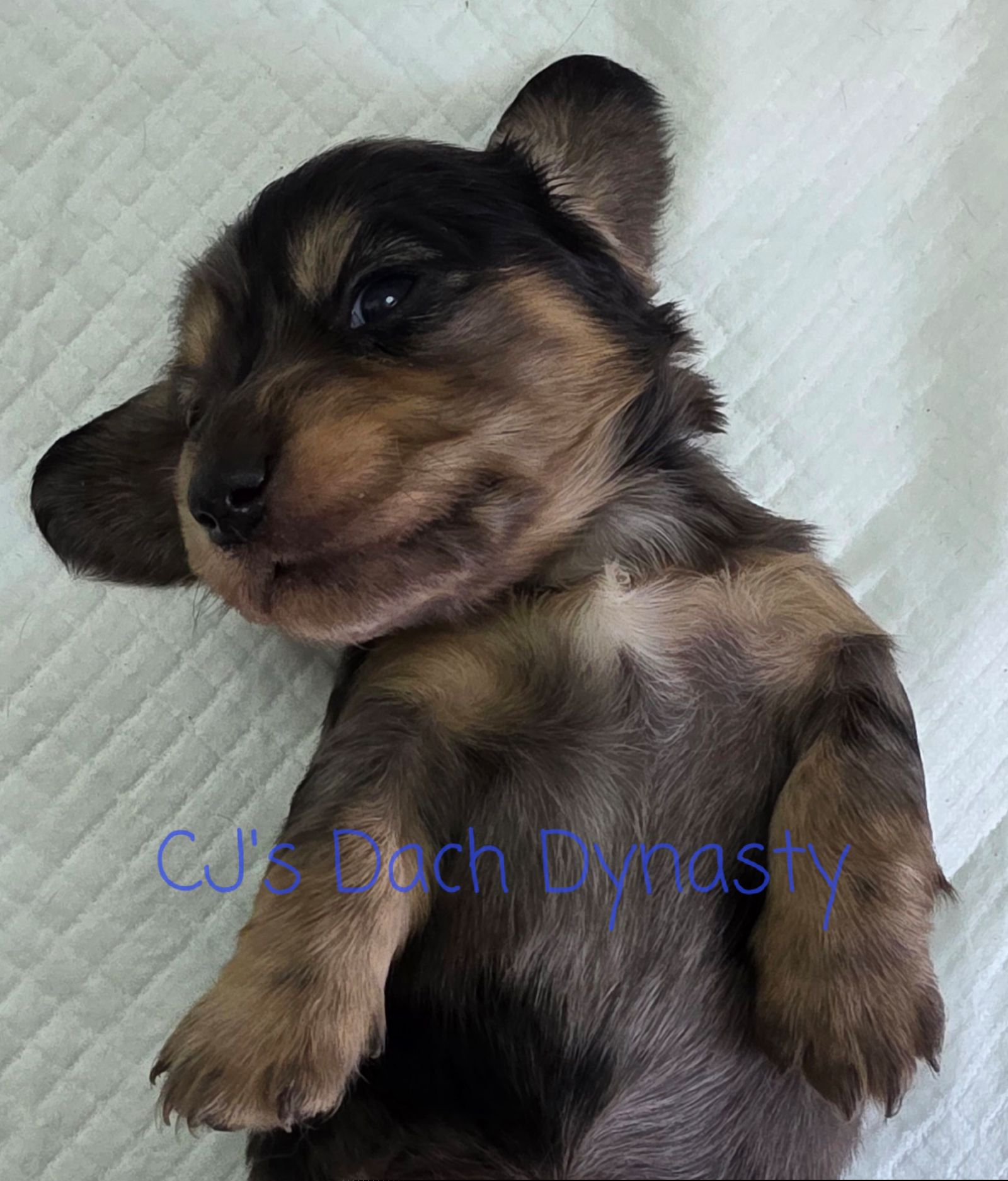 AARON 3500 - Black and cream male Dachshund puppy in Gatesville, Texas from CJ's Dach Dynasty