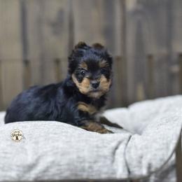 Finn - Black and tan male Yorkshire Terrier puppy in Petersburg, Virginia from Louie yorkie crustables