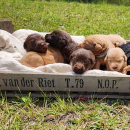 Labradoodle Puppies from Bollenberg Farm LLC