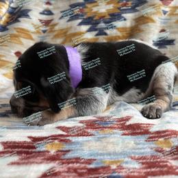 Millie - Blue ticked and tan female Bluetick Coonhound puppy in Mount Pleasant, Texas from Harmons Hounds