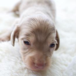 Azalea - Dapple female Dachshund puppy in Morrow, Ohio from Courtney’s Colorful Doxies