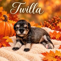 Twilla - Salt and pepper female Miniature Schnauzer puppy in Daisetta, Texas from Winfree’s Schnauzers