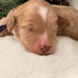 Tootsie - Red  female Goldendoodle puppy in Boise, Idaho from Goldendoodle Baby