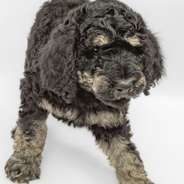 Poodle Puppies from DoodleHaven
