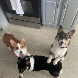 Minnie - Pembroke Welsh Corgi