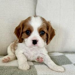 Bingo - Blenheim male Cavalier King Charles Spaniel puppy in Buckeye, Arizona from Parks Cavaliers