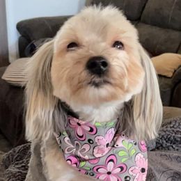 Morkies from Wardco Kennel