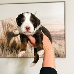 Boy 1 - Tri-color male Bernedoodle puppy in Wamego, Kansas from Doodles of Oz