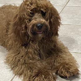 Lucy - Cockapoo