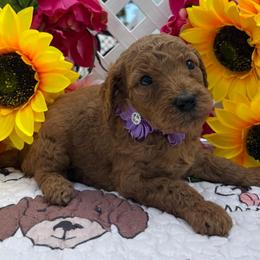 Angelina (Purple) - Red  female Goldendoodle puppy in Miami, Florida from Katy's Toy Poodles